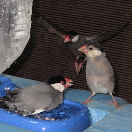 水浴び場の文鳥たち