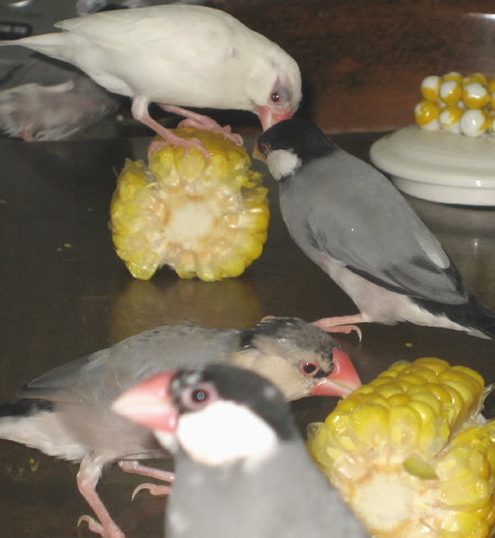 手前がシズ・・・