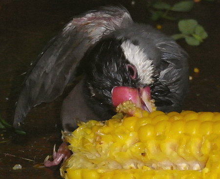 トウモロコシを喰らう不自由な文鳥(オッキ)