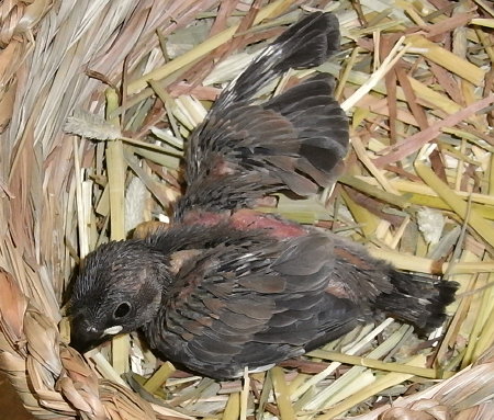 孵化20日目の桜文鳥(ノコリ)