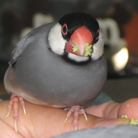 冷凍枝豆を食べる文鳥(ハル)