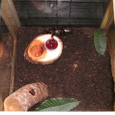 カブトムシの飼育ケース