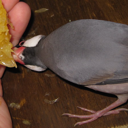 夢中で晩柑を吸う文鳥(クリ)