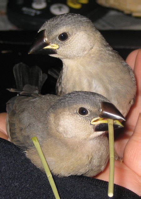 孵化30・31日目の文鳥ヒナ