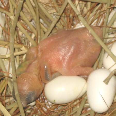 孵化6日目の文鳥のヒナ