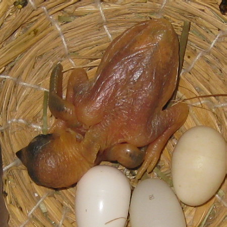 孵化8日目の文鳥ヒナ(イ)