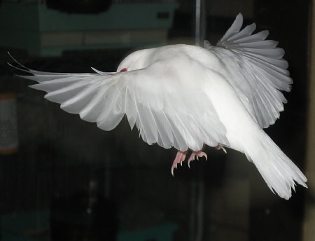 舞い降りる白文鳥(シン)