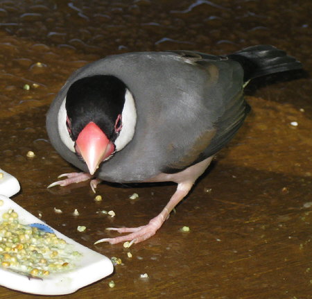 産卵期のメス文鳥(イッツ)