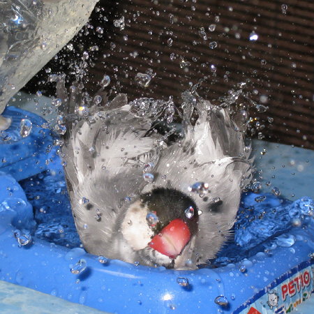 水浴びする文鳥(アト)