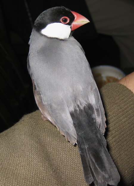 文鳥の換羽の始まり(ノッチ)