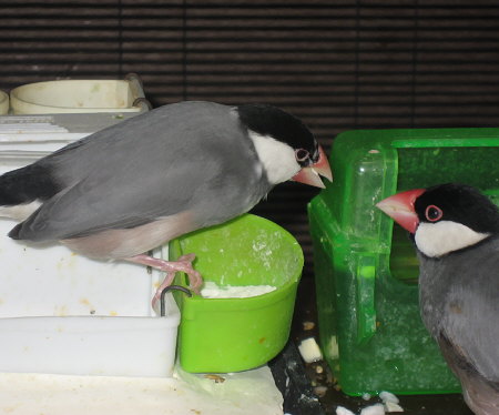 カトルボーンを食べる文鳥(コウ)