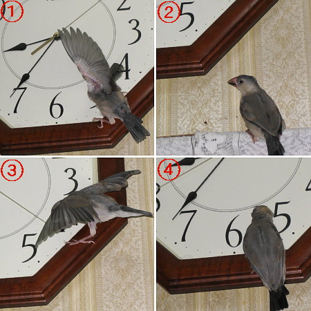 掛け時計にへばりつく文鳥2(トミ)