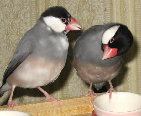 年上のメス文鳥(コウ)にしかられる年下の文鳥(ノコリ)