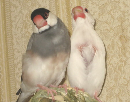 顔の大きなマルとお腹の涼しいシン