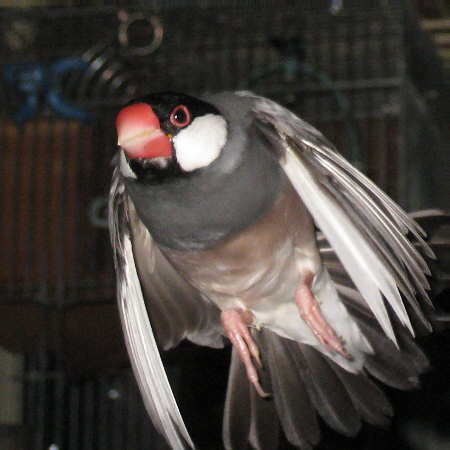 目をつり上げて飛ぶ文鳥(キュー)