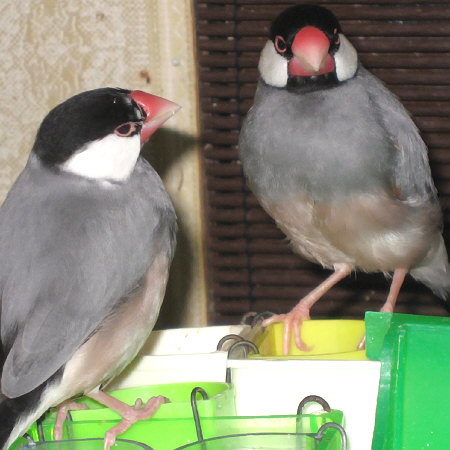 餌場の文鳥たち(コウ・ノコリ)