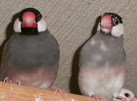 夫の浮気を見張る妻文鳥(キュー・シズ)