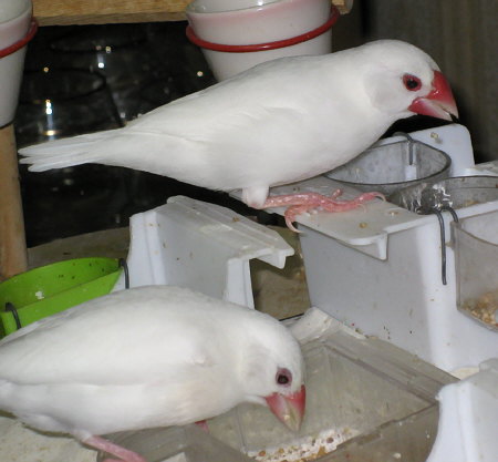 エサ場の白文鳥たち(シン・ミナ)