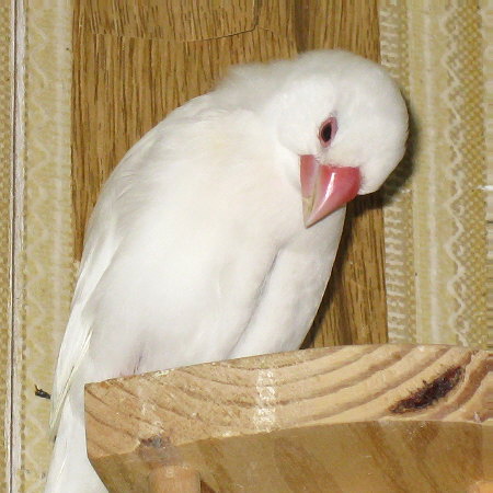 白文鳥ミナの悲嘆