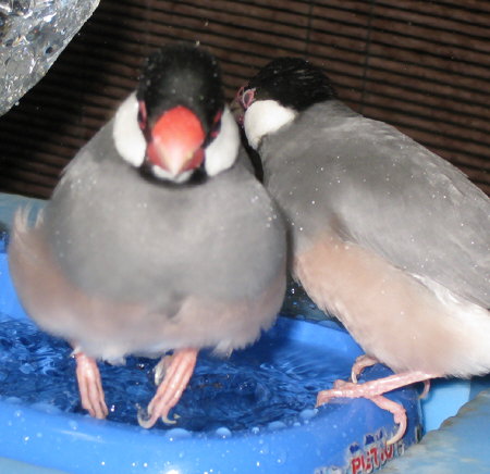 夏もかわらぬ文鳥水浴び