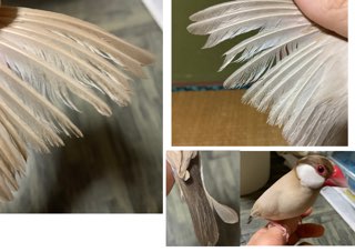 Re: 羽咬症？羽のボサボサ
