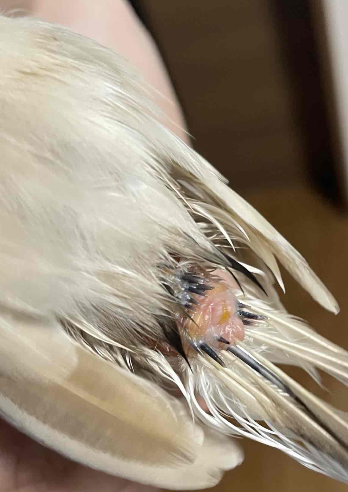 文鳥の尾脂線について