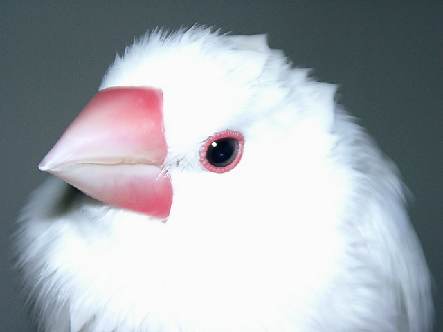 魅惑の文鳥たち1