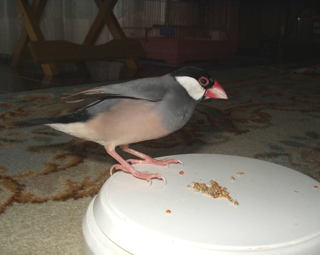 魅惑の文鳥たち1