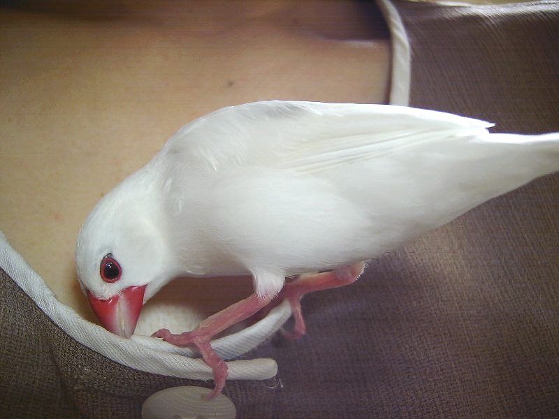 小さな文鳥たち 魅惑の文鳥たち1