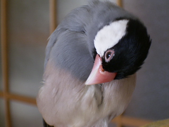 魅惑の文鳥たち1