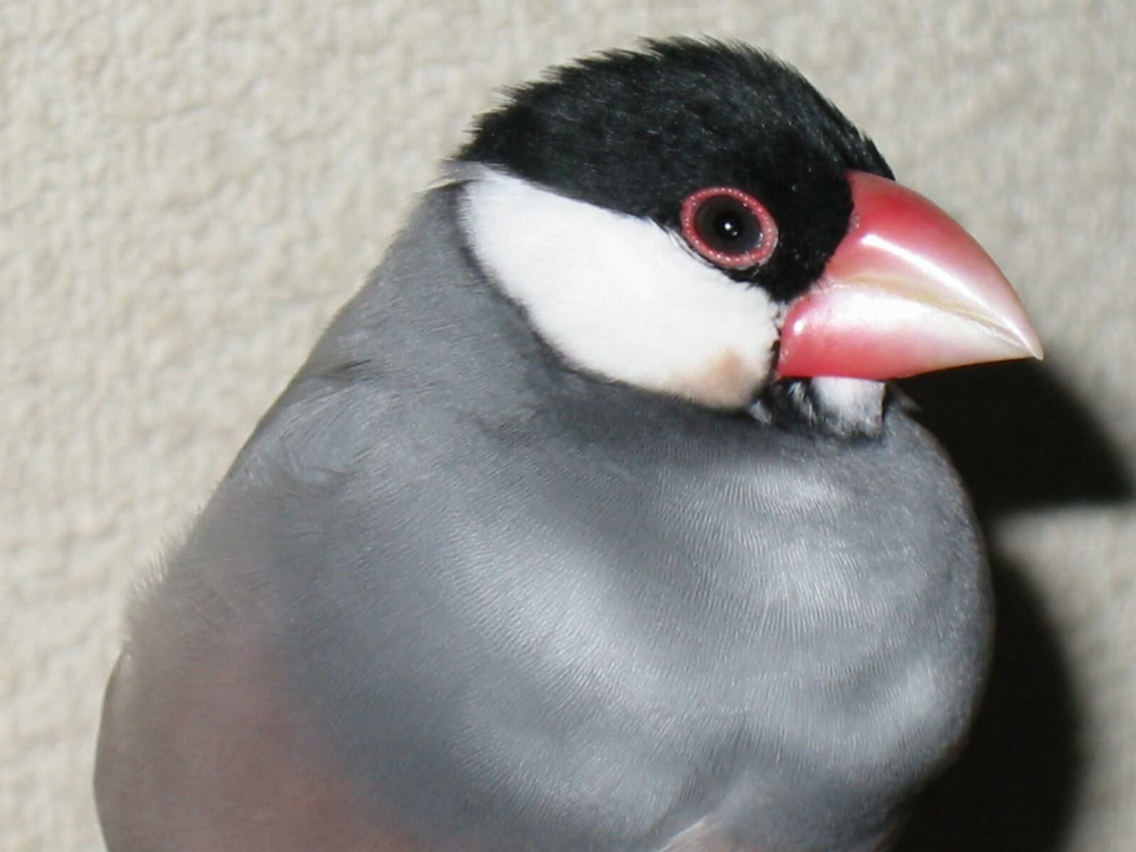 魅惑の文鳥たち1