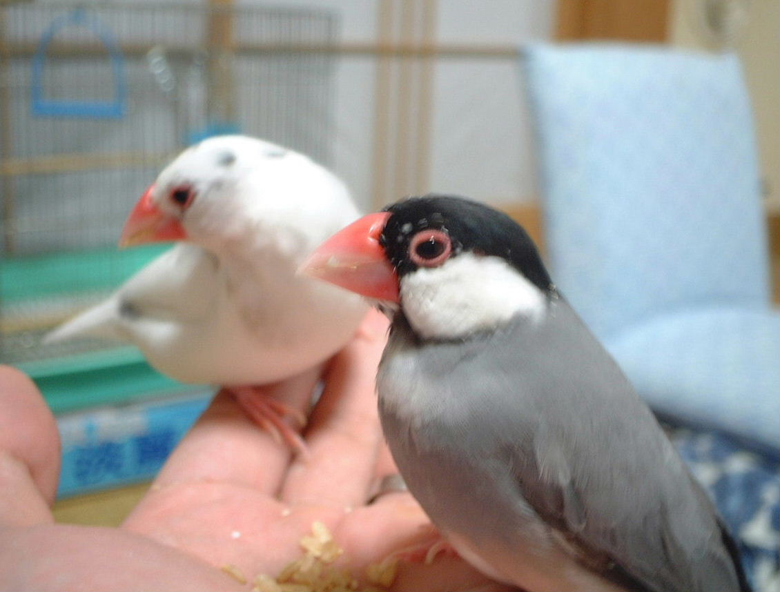 魅惑の文鳥たち1