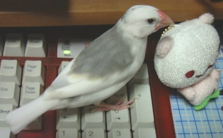 お子様文鳥たち2