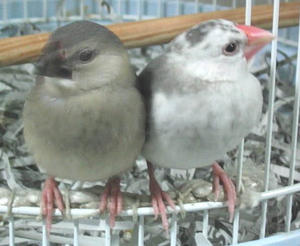 お子様文鳥たち2