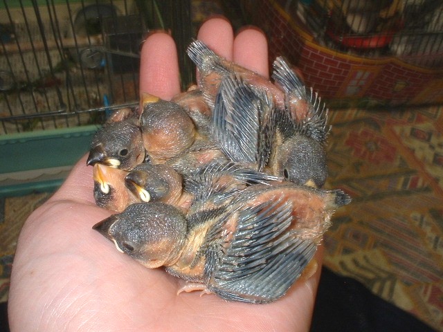 お子様文鳥たち2