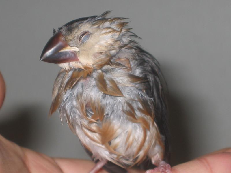 お子様文鳥たち2