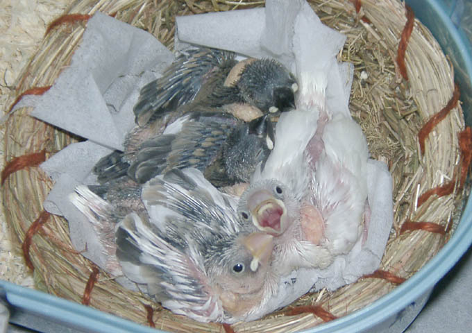 お子様文鳥たち1