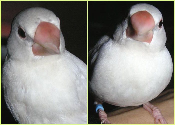 お子様文鳥たち3