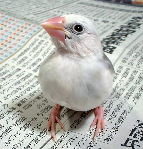 お子様文鳥たち3