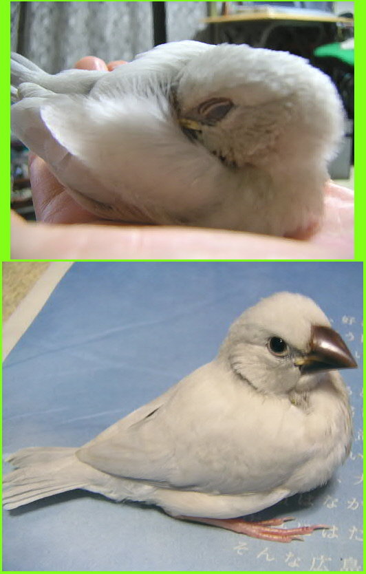 お子様文鳥たち3