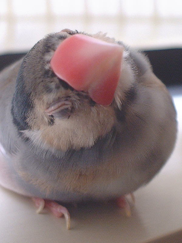 お子様文鳥たち3