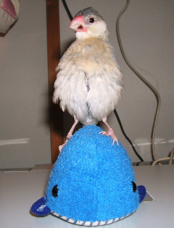 お子様文鳥たち3