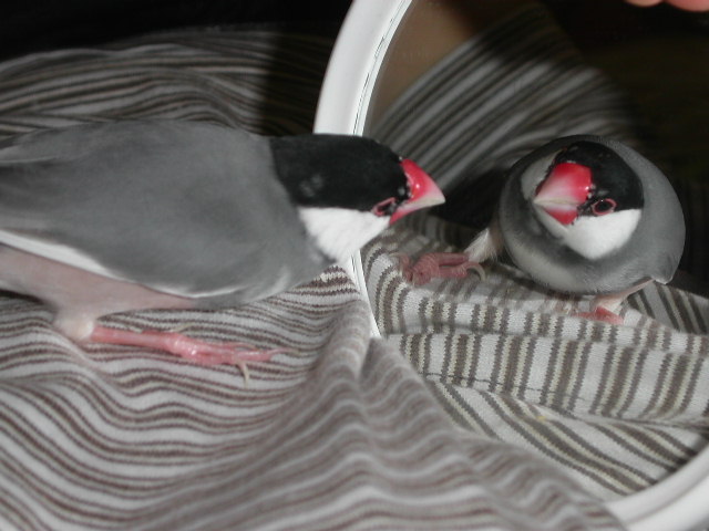 とぼけた文鳥たち1