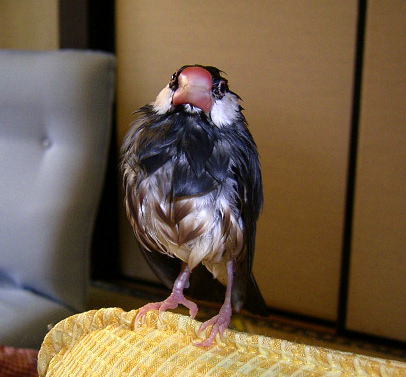 とぼけた文鳥たち1