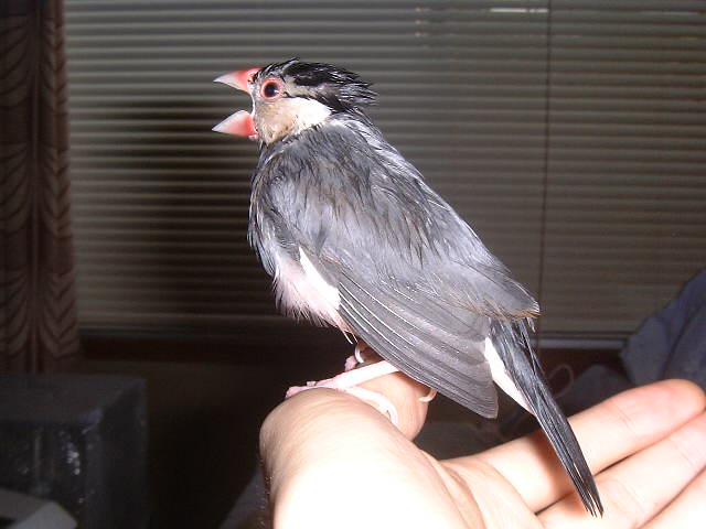 とぼけた文鳥たち1