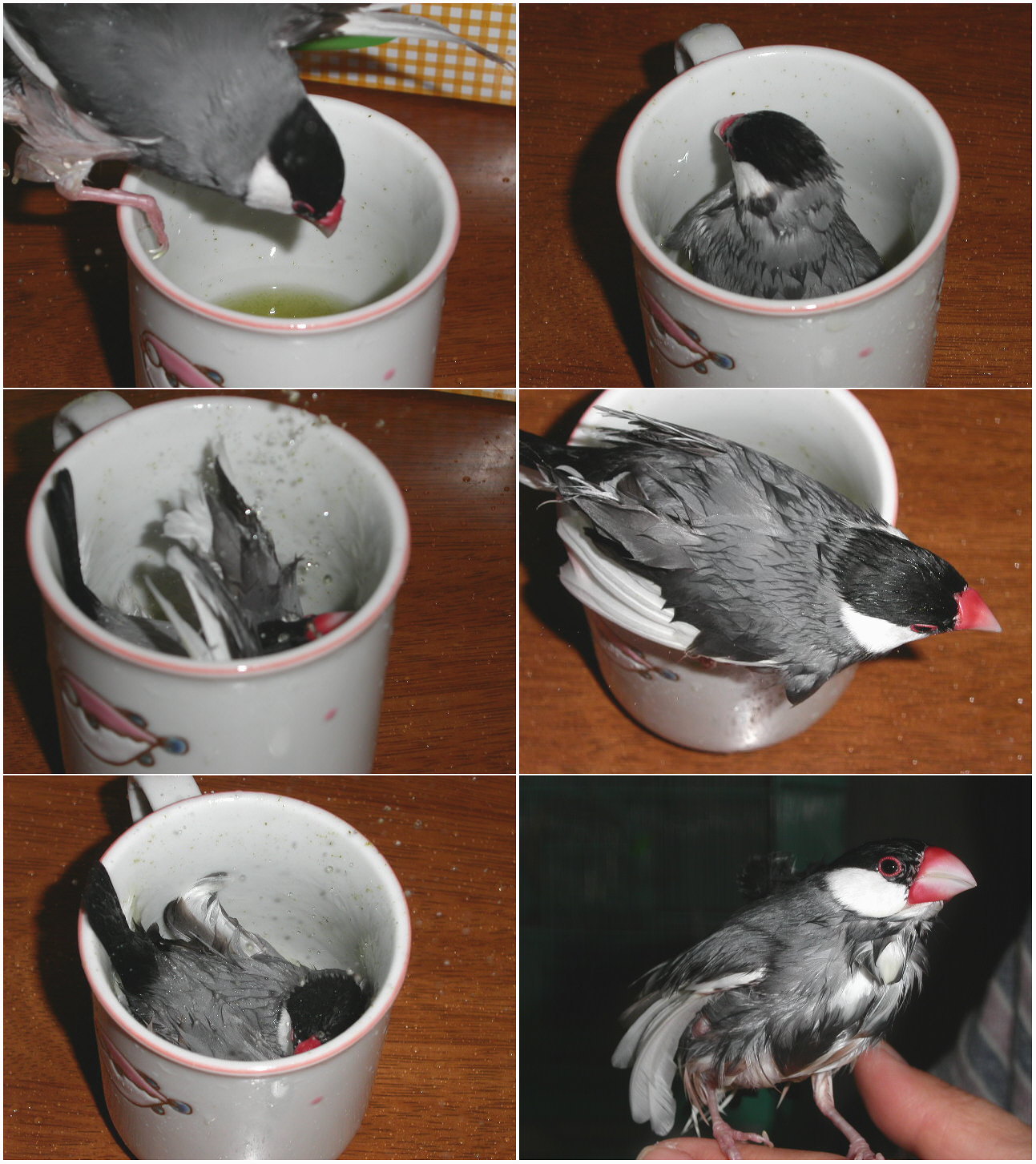 激レア 白い文鳥がちょこんと 乗っている とても素敵な花瓶 激レア 白い文鳥がちょこんと 乗っている とても素敵な花瓶